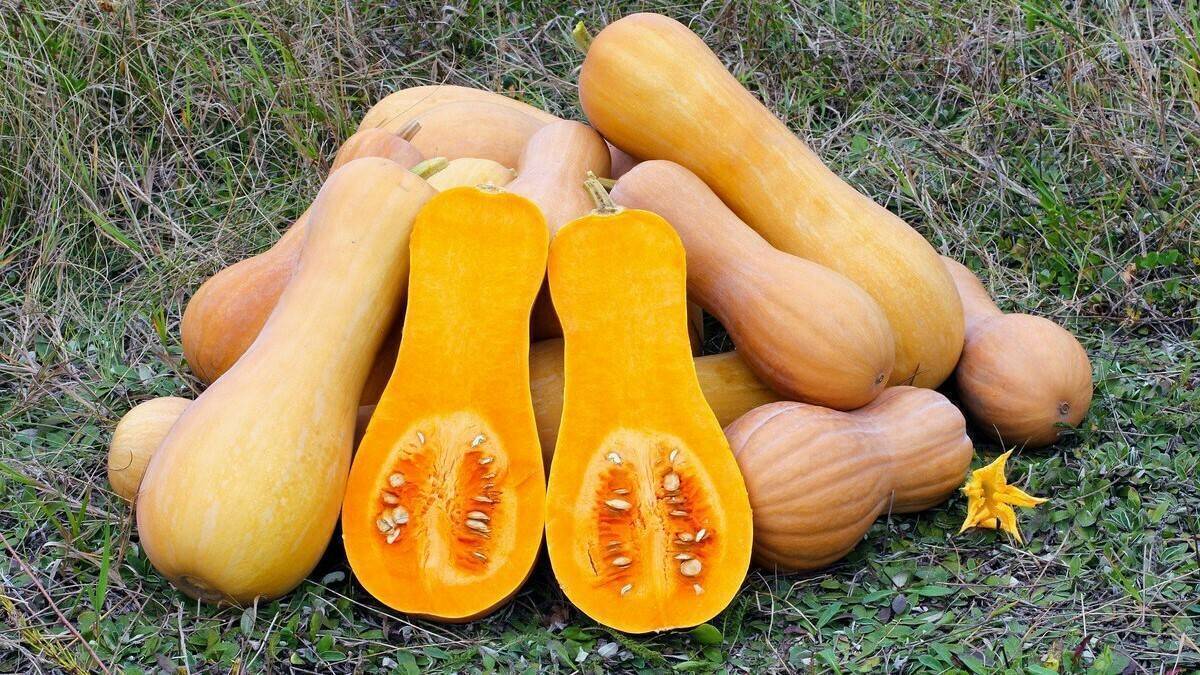 Sakata calabaza Ct25TvKXEAATN-R (2)|calabaza-butternut